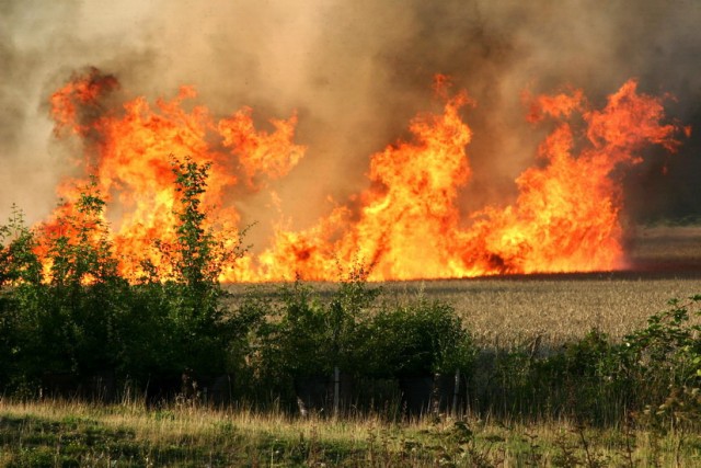 field-fire-burn-corn-640x427.jpg