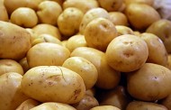 ISTRAŽIVAČI HRANE: Novi GMO krompir je ekstremno zabrinjavajući!
