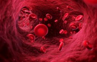 Zapanjujuća japanska teorija: Saznajte šta vaša krvna grupa kaže ko ste i kako da upravljate svojim životom … LIČNOST – ISHRANA – VEŽBE
