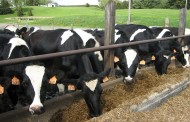 Nemački nobelovac upozorava: Rak izaziva nepoznati virus u govedini i kravljem mleku