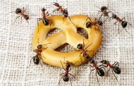 13 jednostavnih načina da zaštitite svoj dom od najezde mrava
