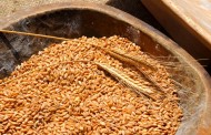 Ili će 80 odsto ljudi širom sveta uskoro prestati da jede pšenicu… ili će umreti, evo zašto …