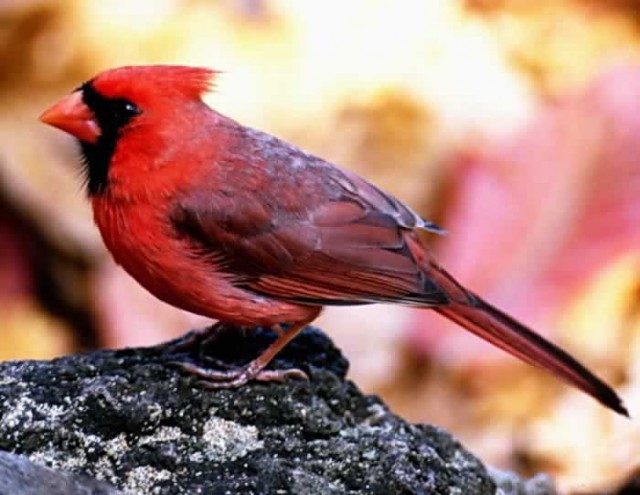 ptica kardinal