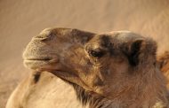 Zašto se kamile hrane živim otrovnim zmijama?